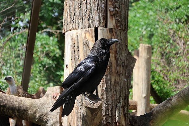 istock Common raven portrait 2216878560