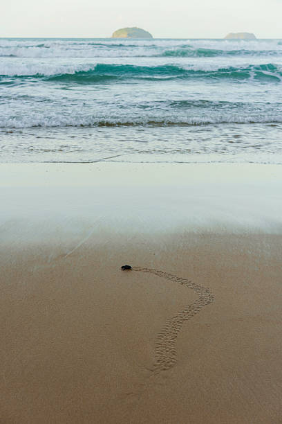 istock Olive ridley sea turtle baby hatching on tropical beach 2216879212
