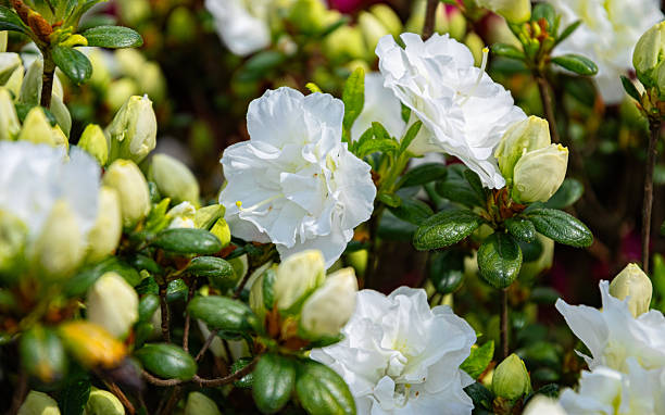 istock White rhododendron flowers in spring park 2216879872