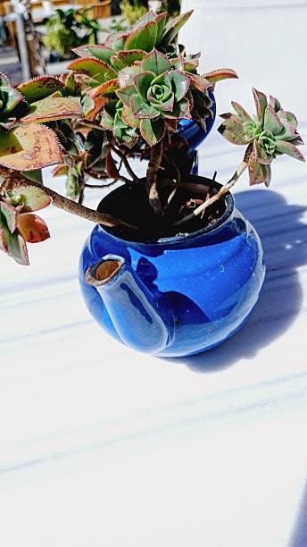 istock succulent plant in blue enamel teapot 2216880474
