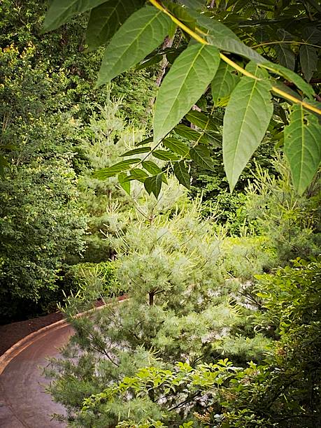 Small Road Peering Through the Foliage