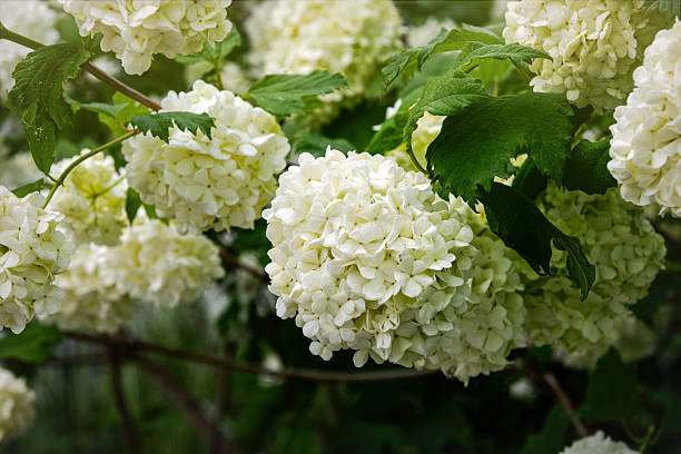 istock Blooming white viburnum in the spring garden 2216881444