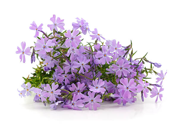 istock Flowers of creeping phlox. 2216882604