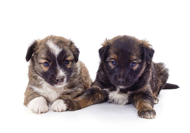 Two little puppies isolated on a white background.