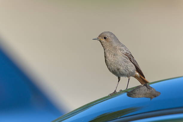 istock Phoenicurus ochruros aka Black redstart female perched on the car. 2216883656