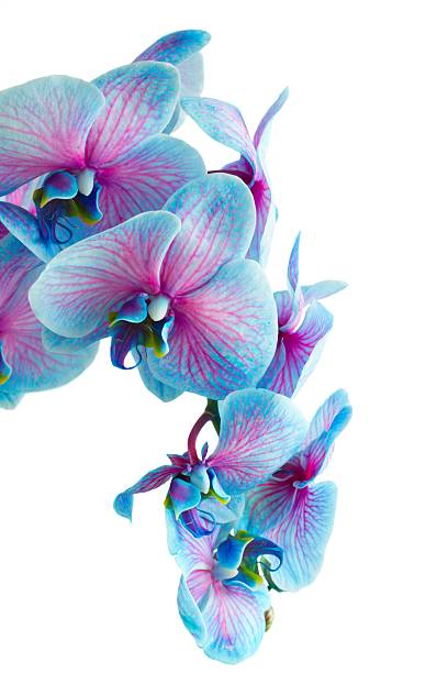 row of fresh blue orchid flowers isolated on white background
