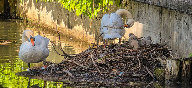 A female mute swan (Cygnus olor) is sleeping in its nest at a small pond in southern Germany
