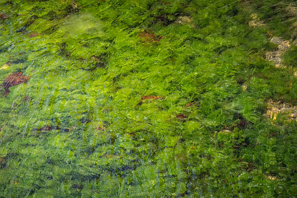 istock Green seaweed underwater on the seashore. 2216887094
