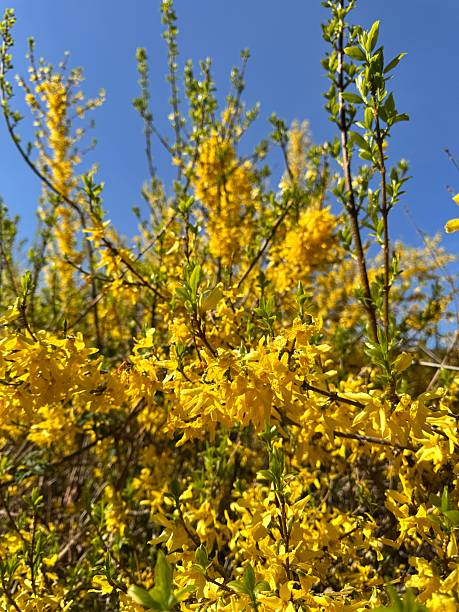 istock Bright yellow forsythia in bloom 2216887558