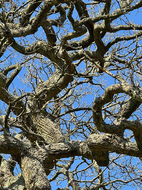istock Large Oak Tree without Leaves close up 1 2216888077