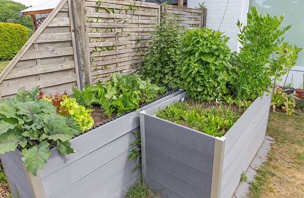 istock Herbs, salads and vegetables in the raised bed 2216888513