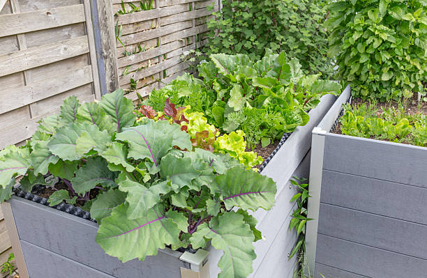istock Herbs, salads and vegetables in the raised bed 2216888514