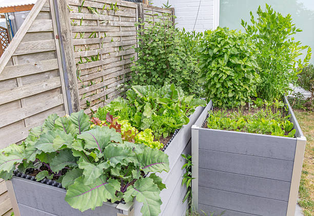 istock Herbs, salads and vegetables in the raised bed 2216888515