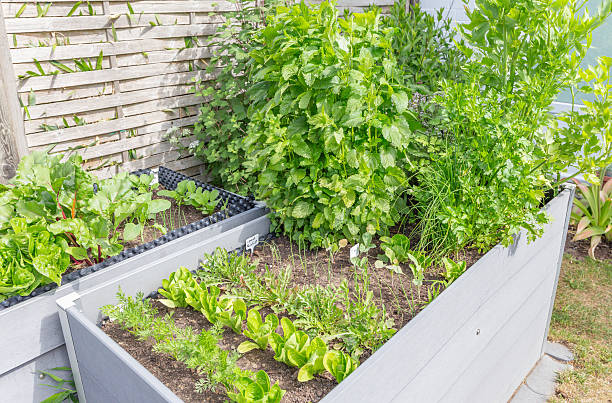 istock Herbs, salads and vegetables in the raised bed 2216888521