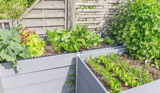 istock Herbs, salads and vegetables in the raised bed 2216888526