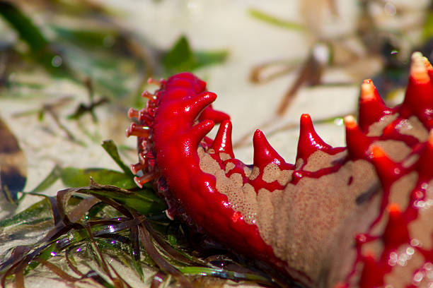 Red-knobbed starfish Protoreaster linckii on sandy beach with green seaweed. Close-up top view showcasing bright red spines and textured arms. Marine invertebrate, tropical coast habitat. Sea life