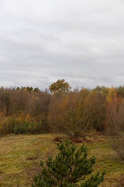 istock trees during leaf fall, hilly area with birch trees , gray sky with clouds in cloudy weather 2216895747