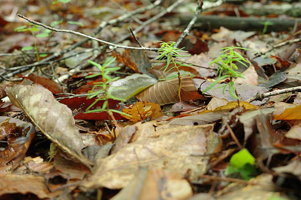 Photographed at Aobayama, Aoba Ward, Sendai City, Miyagi Prefecture