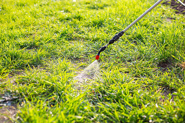 spraying the grass in a garden plot with a garden sprayer against weeds with a herbicide solution. Weed control.