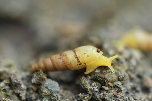 Golden apple snail captured on Metro, Lampung, Indonesia