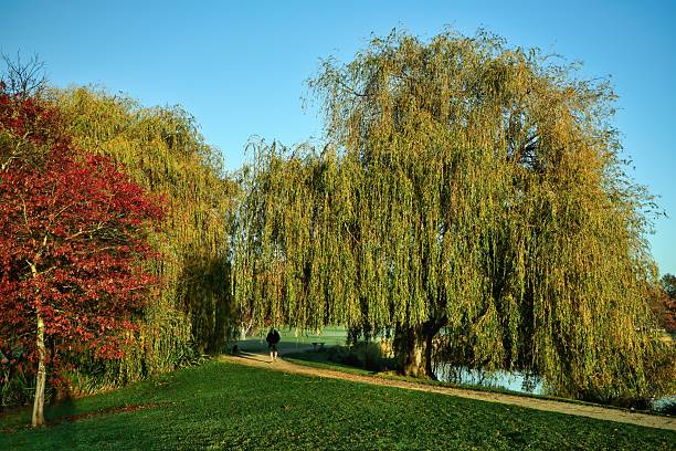 Wonderful autumn colors in these large park trees. With a walkway going under them.