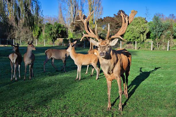 istock Buck Red Deer New Zealand 2216904156