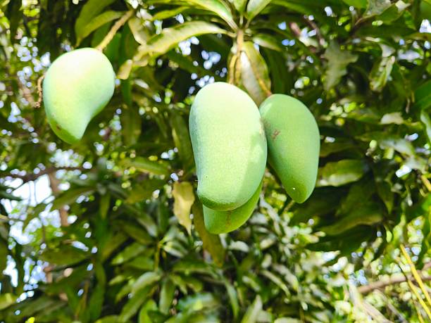 istock mango tree that bears a lot of fruit 2216904326