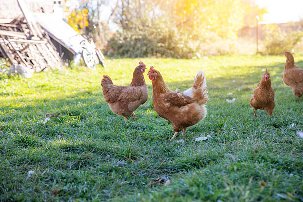 istock chickens in a village 2216906630