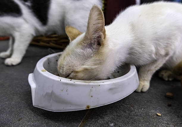 Detail of domestic animals abandoned in the street, animal abuse