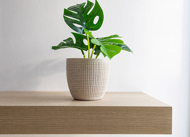 istock Monstera plant in a pot placed on a wooden tabl 2216912751