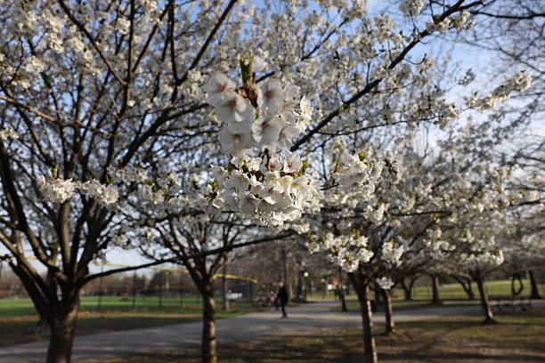 istock Cherry Blossoms - New York 2216914835