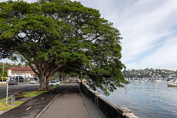 istock Rose Bay waterfront, Sydney, Australia 2216917319
