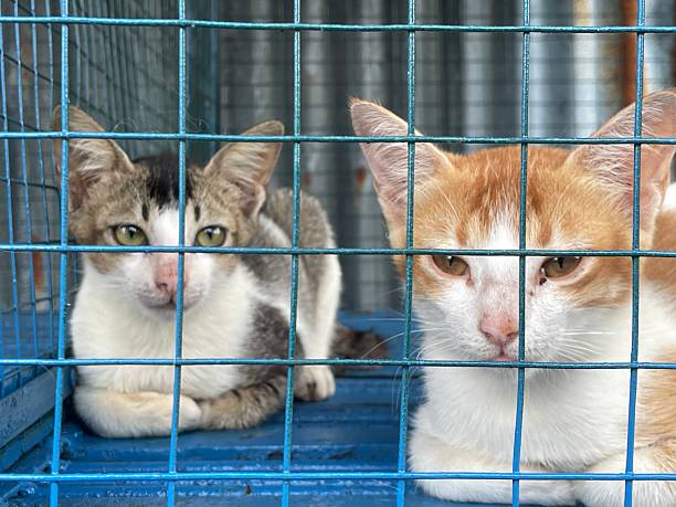 istock Emotive Cat Portraits Through Wire Cage 2216917550