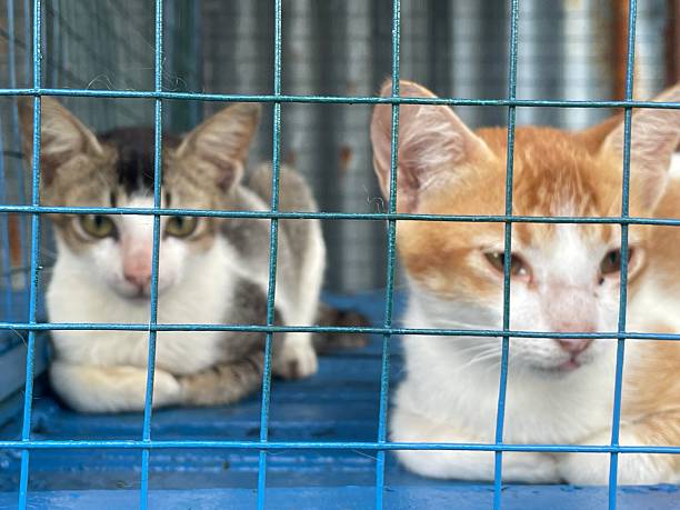 istock Emotive Cat Portraits Through Wire Cage 2216917559