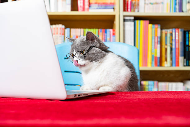 istock cute british shorthair cat using laptop with books shelf on back 2216918696