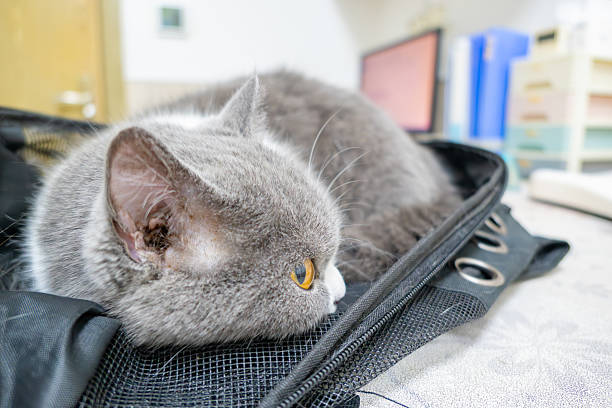 A cat waiting for a check-up in a clinic