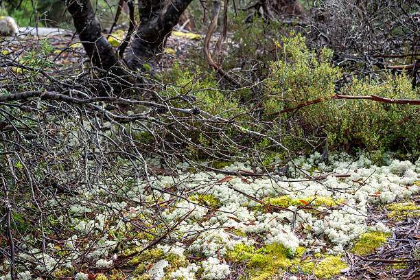 istock Green moss and white fungi on forest floor 2216919808