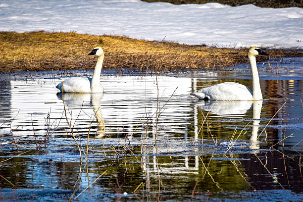 Swans swimming in the cold waters of alaska in a pond