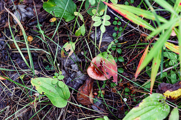 A mushroom growing on the forest floor in Alaska