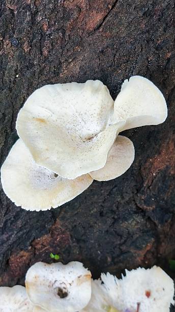 istock close up of white mushrooms growing on dead tree trunks 2216924277