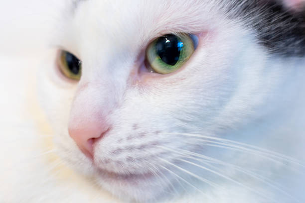 Pet cat, black and white. Popular pets for keeping in the house. White cat.