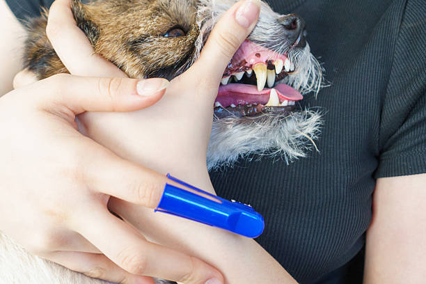 istock Girl cleans her pet's teeth. Tartar and its prevention. 2216924953