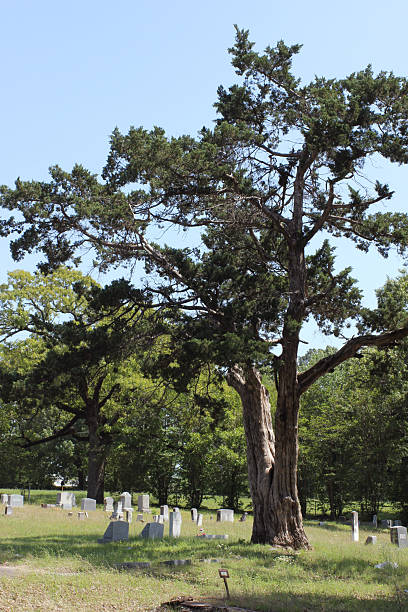 istock Large Cedar Tree in Liberty Hill Cemetery Tyler TX 2216925277