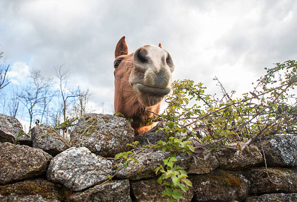 Horse peeking out from behind stone fence. Funny wide lens closeup shot
