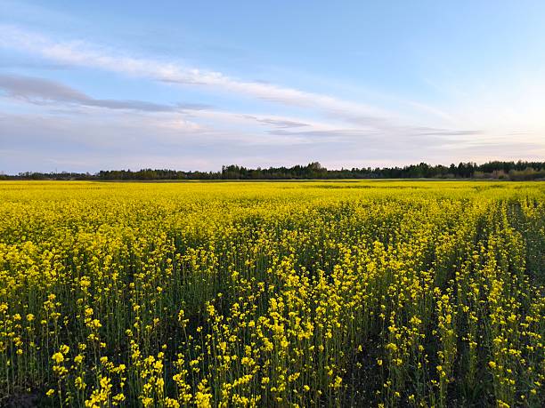 istock spring landscape rapeseed field and blue sky. Beautiful rape field with blue sky 2216926999