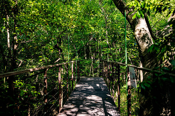 Scenery in the forest in summer