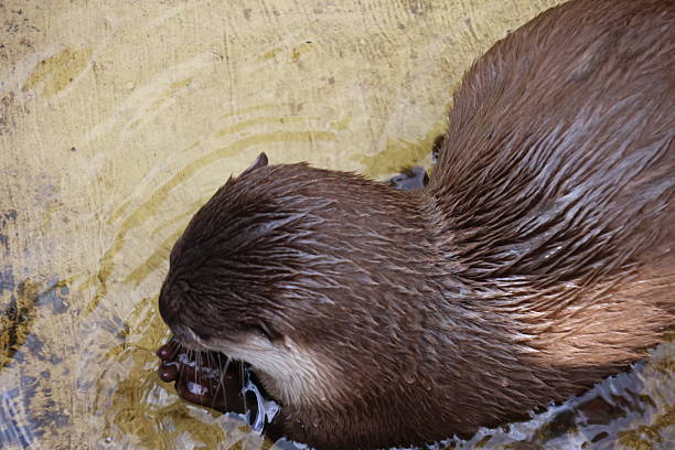 Otters living their life around the pond