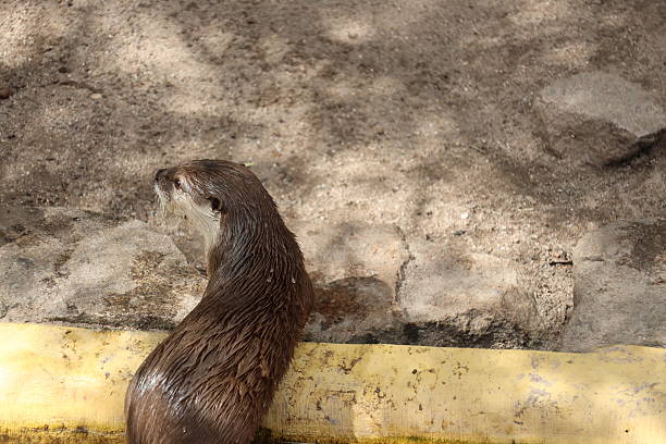 Two Asian small-clawed otters playing on a log