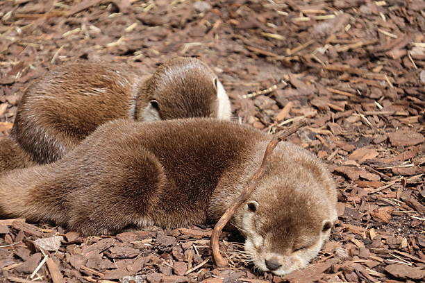 istock Otters living their life around the pond 2216928800