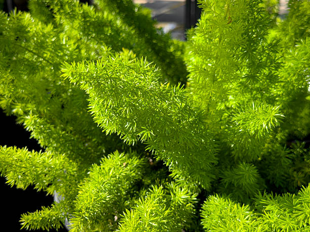istock potted asparagus fern 2216929555